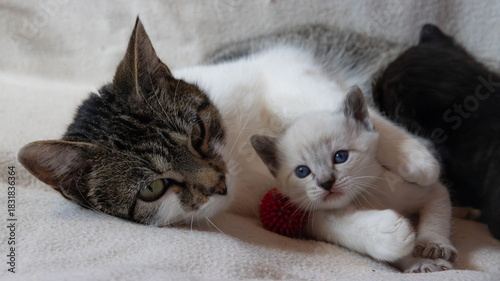 Fotografie Portrait of two tabby cats
