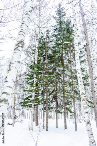 Snow-covered trees are a beautiful sight in midwinter.