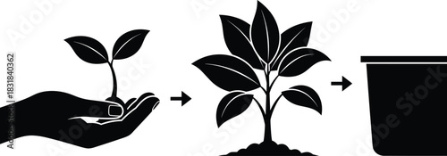 Plant growth stages with seedling in hand growing into mature plant and pot icon in black silhouette vector environmental illustration design