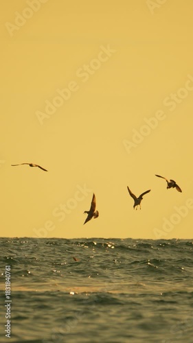 Wallpaper Mural Seagulls ocean flight, birds flying and diving over sparkling sea water during golden hour sunrise vertical video Torontodigital.ca