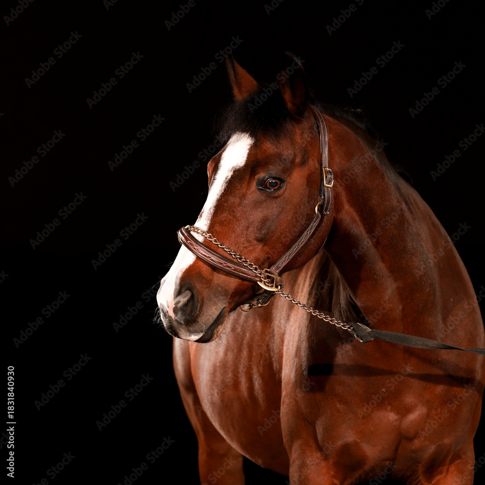 Obraz premium Horse, portraits, black, background, color, animal, studio, flash