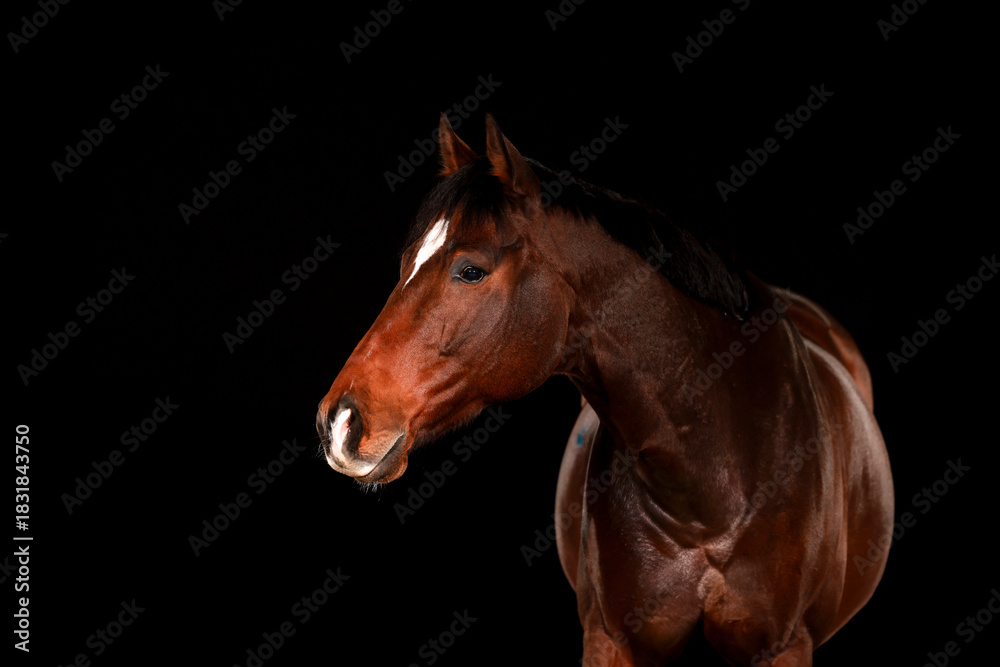 Obraz premium Horse, portraits, black, background, color, animal, studio, flash