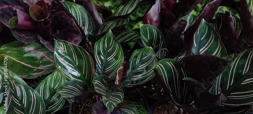 Horizontal image of Calathea plant leaves, showcasing vibrant green and deep purple foliage with intricate patterns. Perfect for nature and botanical themes.