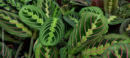 Horizontal orientation photo of the Maranta plant, showcasing its vibrant green leaves with unique patterns and red veins, perfect for nature and gardening themes.