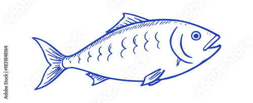 A simple blue line drawing shows a fish, like tuna, on a white background. It is a vector illustration of a mediterranean animal.