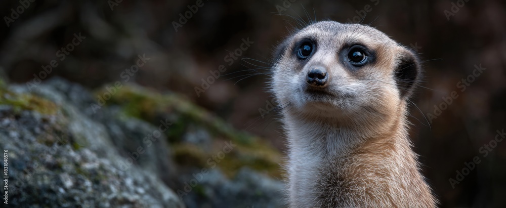 Fototapeta premium The meerkat stands tall alert as a watchful guard or lookout.
