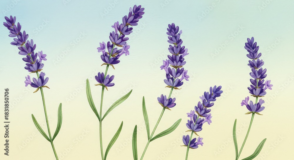 Obraz premium Lavender flowers illustration