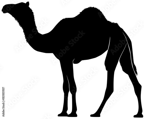 Majestic Silhouette Camel Desert | Clean, isolated vector art for creative projects.