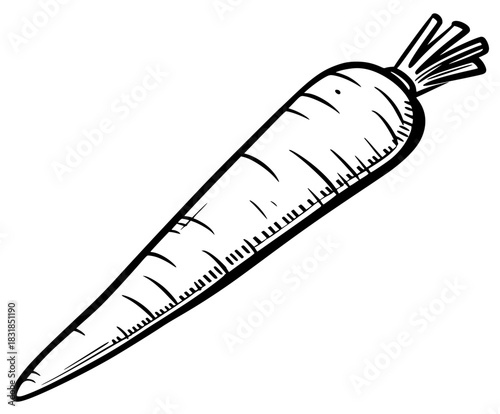 Freshly pulled root vegetable | Clean, isolated vector art for creative projects.