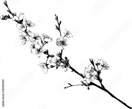 Elegant Blossom Silhouette - Black White | Clean, isolated vector art for creative projects.