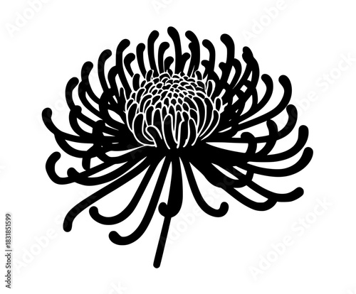 Elegant Black White Floral Icon Chrysanthemum Flower Curved Stems | Clean, isolated vector art for creative projects.