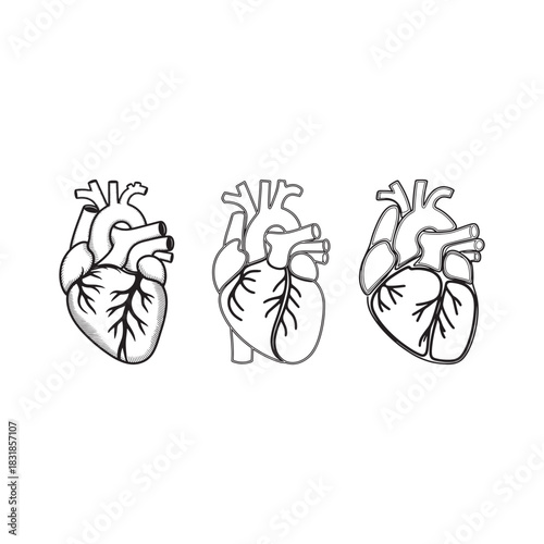 Set of detailed human heart anatomy line art illustrations for medical design