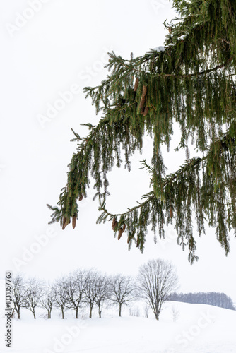 Snow-covered trees are a beautiful sight in midwinter.