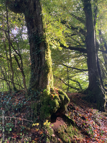 old trees in a forest in autumn