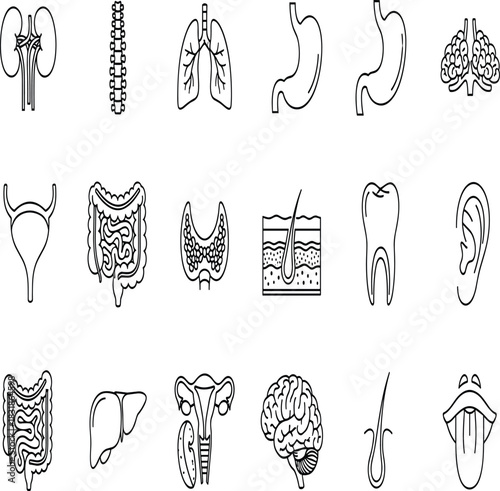 Set of human anatomy and internal organs vector line icons, featuring brain, kidney, lungs, stomach, intestine, liver, and skeleton for medical and biological education design.
