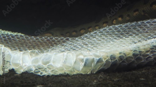Snake shedding its moult