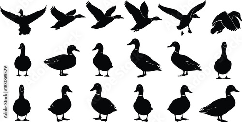 Duck silhouette vector, flying and standing poses, waterfowl motion illustration, bird profile graphic, CAD streetwear flat vector illustration