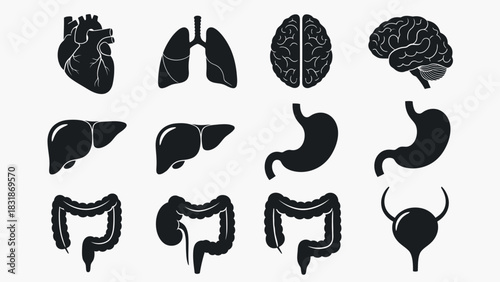 Collection of black silhouette icons representing various human internal organs on a white background.