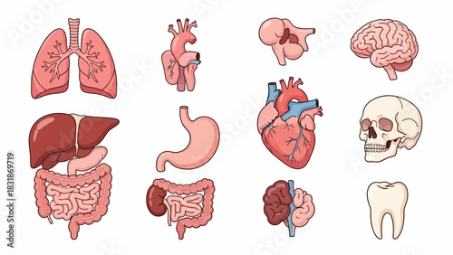 A collection of detailed illustrations of various human organs, including the lungs, heart, brain, stomach, liver, intestines, and skull.