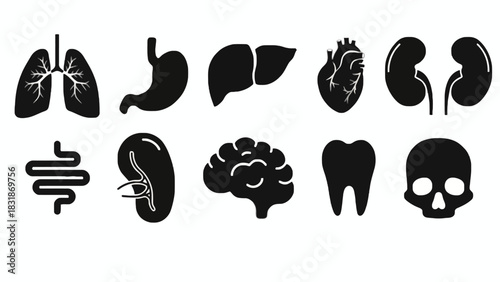 Silhouette illustration of human organs including lungs, stomach, liver, heart, kidneys, intestines, spleen, brain, tooth, and skull.