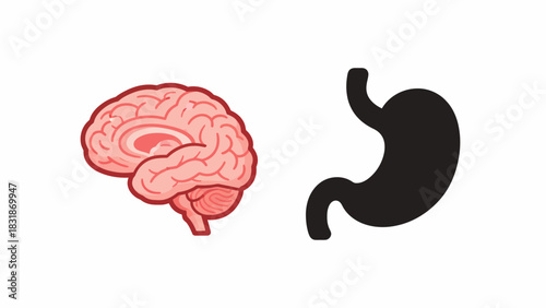 Conceptual illustration of the gut-brain axis with a human brain and stomach icon isolated on a white background.