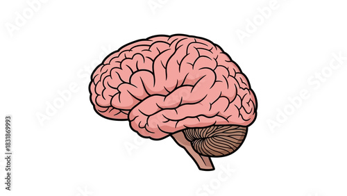 Anatomical illustration of a human brain, showcasing its intricate folds and structures in a side view.