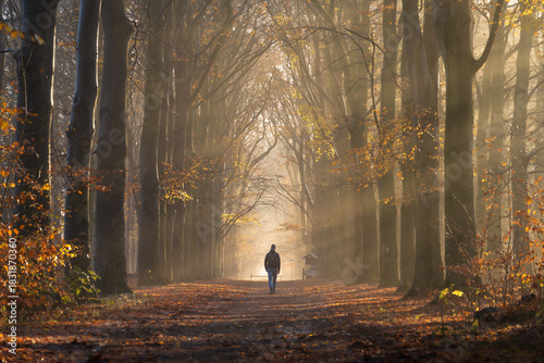 A man walking in a lane with the sun rays shining through the trees on an autumn morning.