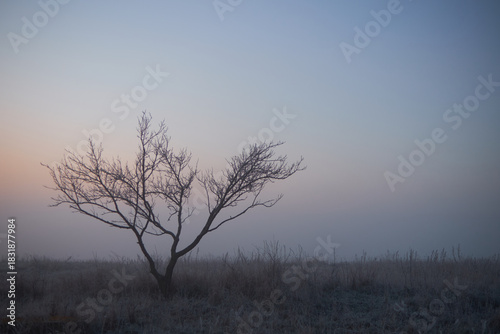 Wallpaper Mural lonely tree in autumn landscape Torontodigital.ca