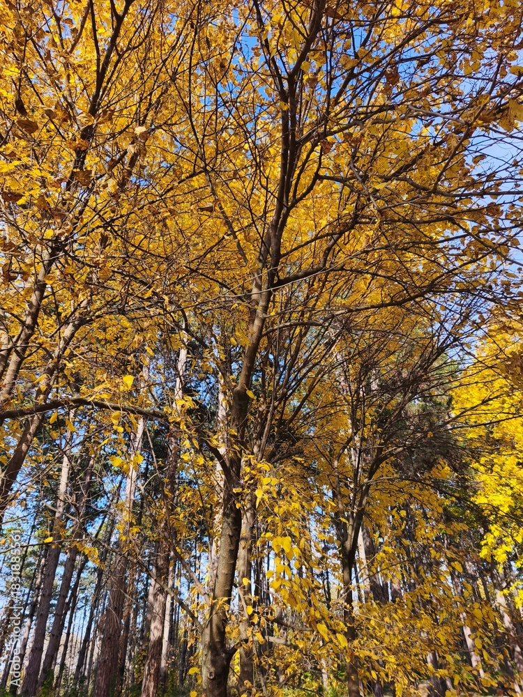 Fototapeta premium autumn trees in the park