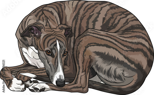 Hungarian Greyhound dog curled up relaxed resting pose