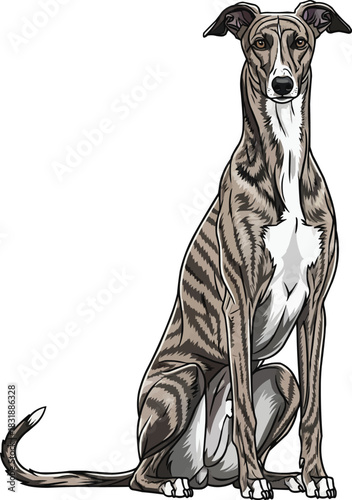 Hungarian Greyhound dog sitting upright alert facing front