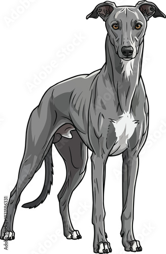 Hungarian Greyhound dog standing facing front illustration