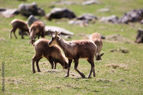 Un groupe d'isards des Pyrénées