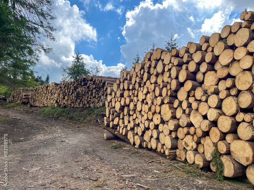 Large piles of logs on the slopes of Orlica in the Zieleniec region, Poland