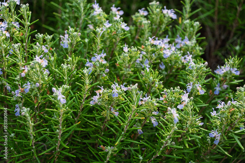Blooming rosemary bush with delicate purple flowers in a lush green garden