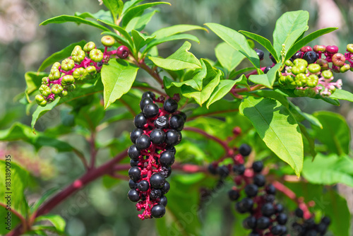 Vibrant pokeweed berries and leaves close-up in natural setting. Phytolacca, pokeweeds