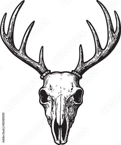 Deer skull and horns vector illustration