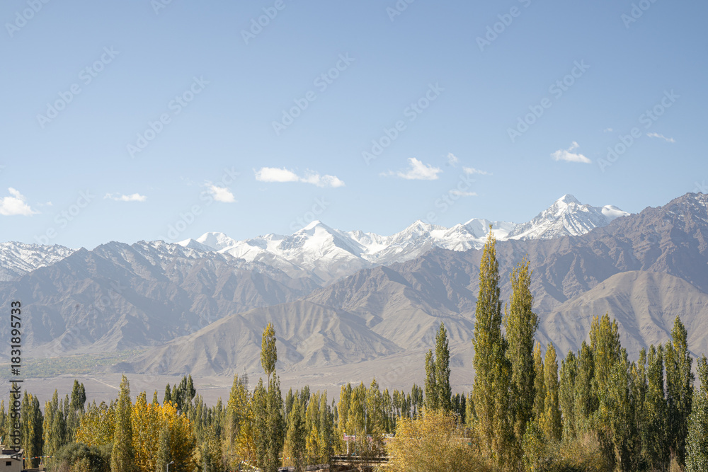 Fototapeta premium Himalayan mountain landscape with autumn poplar trees in Leh, Ladakh