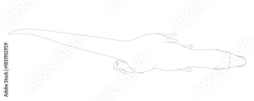Black and white contour drawing of a Tyrannosaurus rex on a clean white background. The detailed outline highlights its long tail, powerful legs, and sharp teeth. Top view