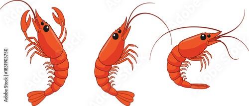 A vector set of three vibrant red shrimp (prawns) in various dynamic poses, symbolizing fresh seafood, gourmet cuisine, cooking ingredients, and marine life designs for menus
