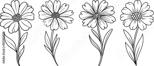 Black and White Line Art Daisy Flowers with Stems and Leaves