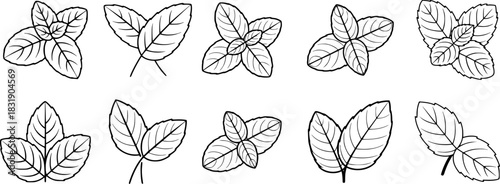 Collection of Black and White Line Art Basil Leaves and Sprigs