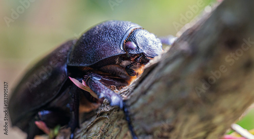 Female rhinoceros beetles, Hornless Female rhinoceros beetles Insects sitting on a branch, close-up, macro
