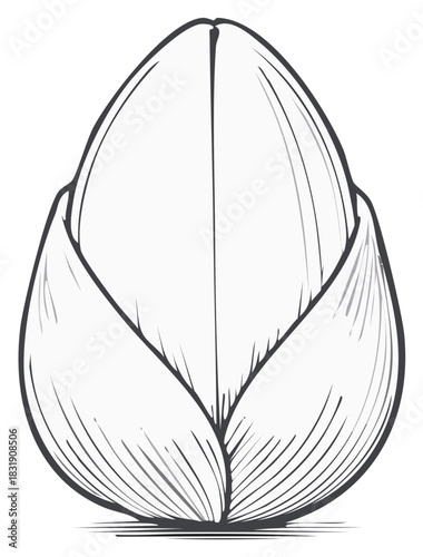 Elegant botanical line drawing of an unopened flower bud