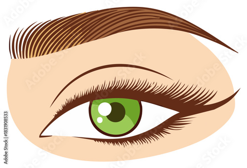 Close up vector illustration of a woman's green eye with long eyelashes makeup and a groomed eyebrow