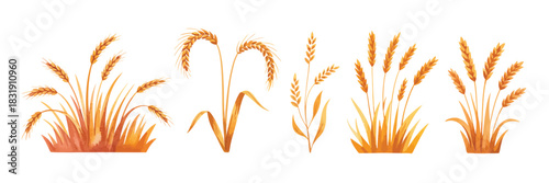Set of Hand Drawn Yellow Wheat Objects in Natural Botanical Style, Detailed Grain and Ear Elements Illustrated for Rustic Farm Harvest Themes in Clean Vector Artwork