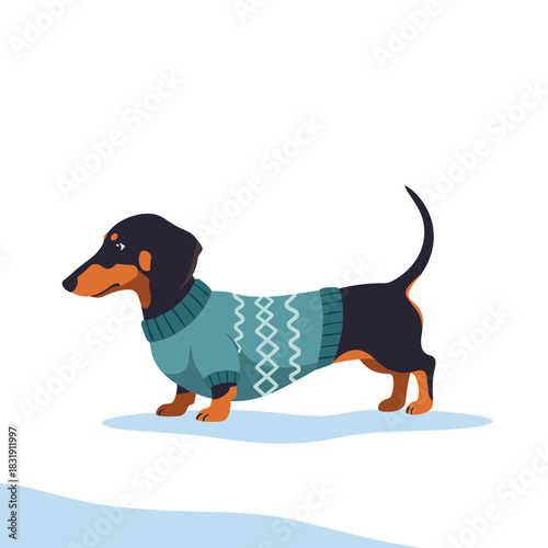 Playful dachshund in a sweater exploring snow on winter day  