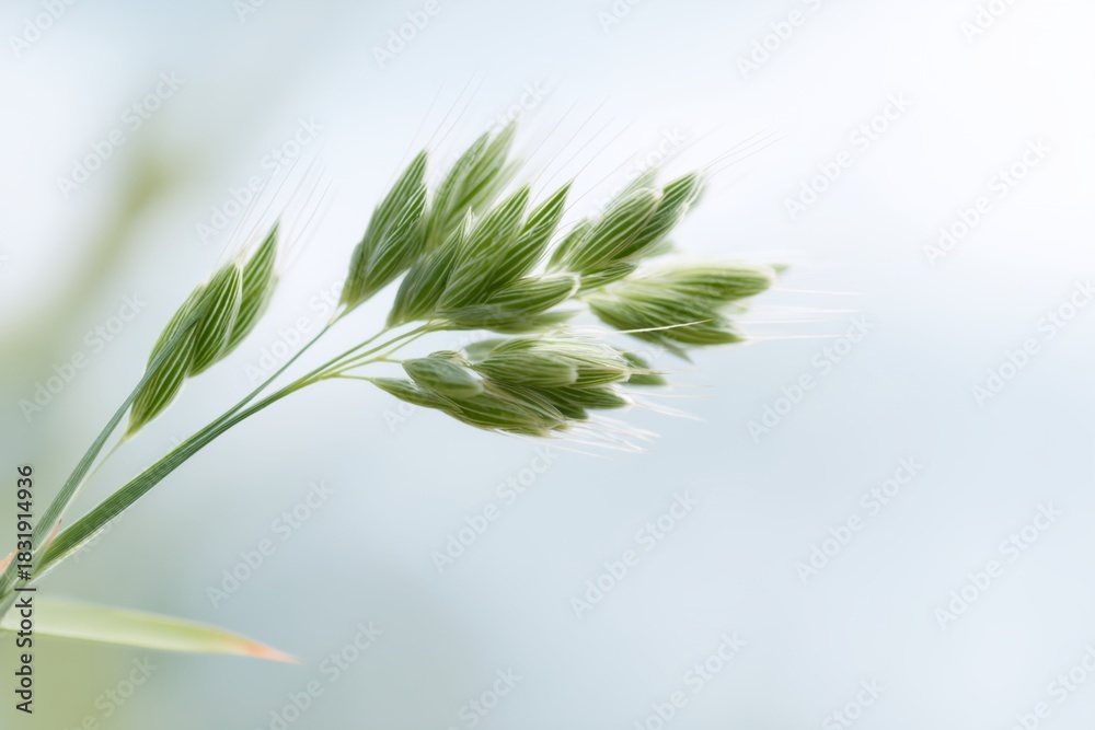 Fototapeta premium Green plant with a leafy stem