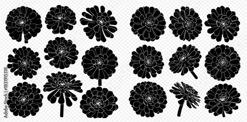 Set of black silhouettes of succulents with different views and angles on a transparent background.