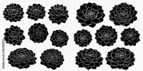 Set of black succulent plant silhouettes, echeveria rosettes isolated on white background, botanical vector illustration.